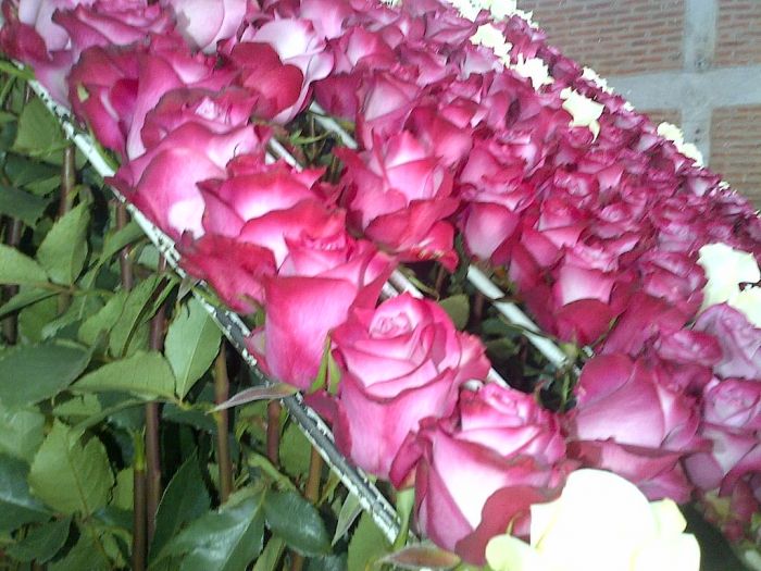 Купить розы от производителя. Плантации роз в Эквадоре. Розы пинкфлоцд и Мондиаль в Эквадоре на плантации. Розы на срезку.